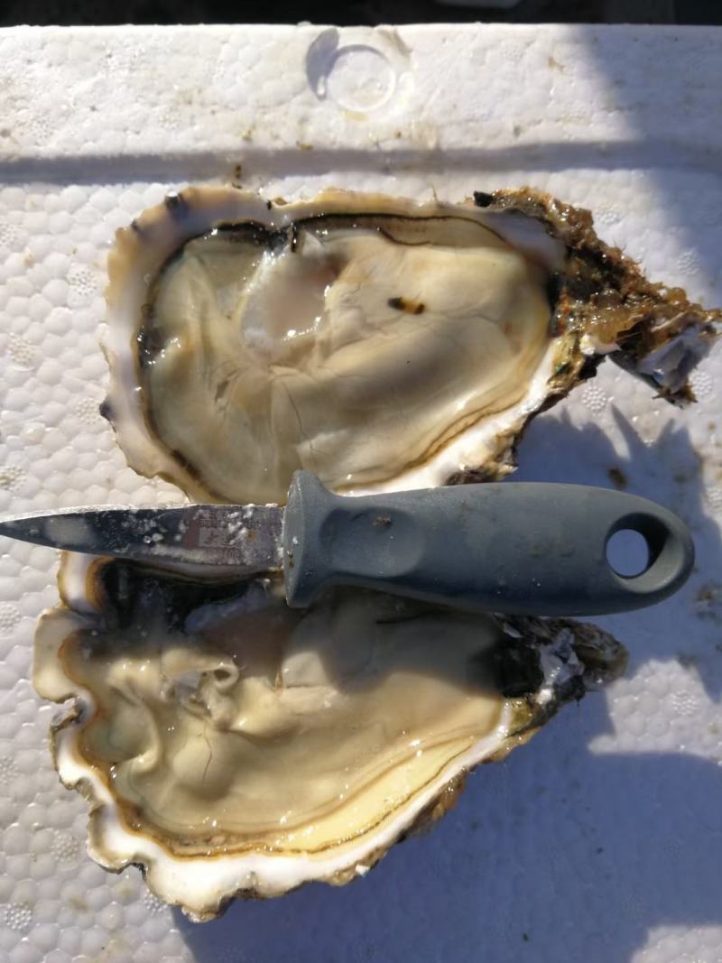生蚝温州集散中心试招各地代理