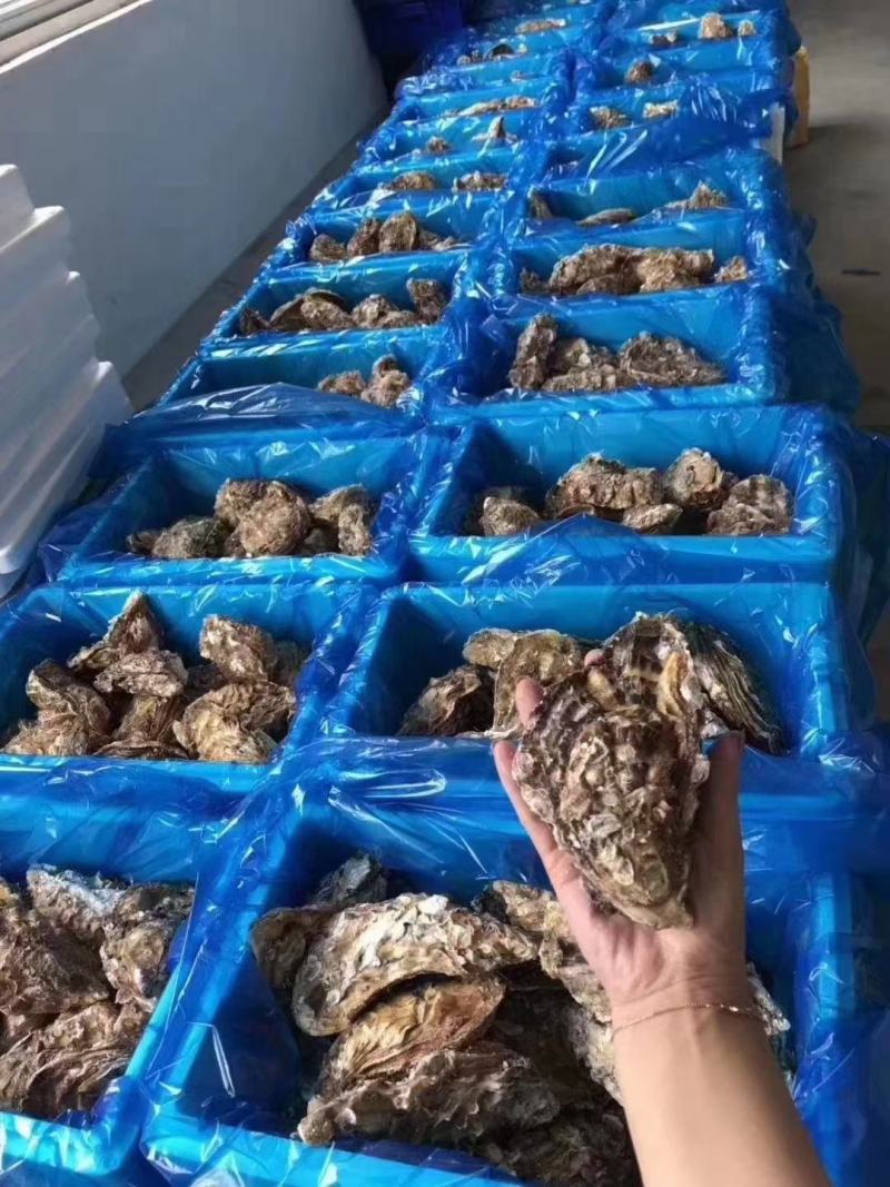 生蚝温州集散中心试招各地代理