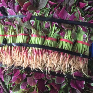 广东红苋菜批量有货蔬菜