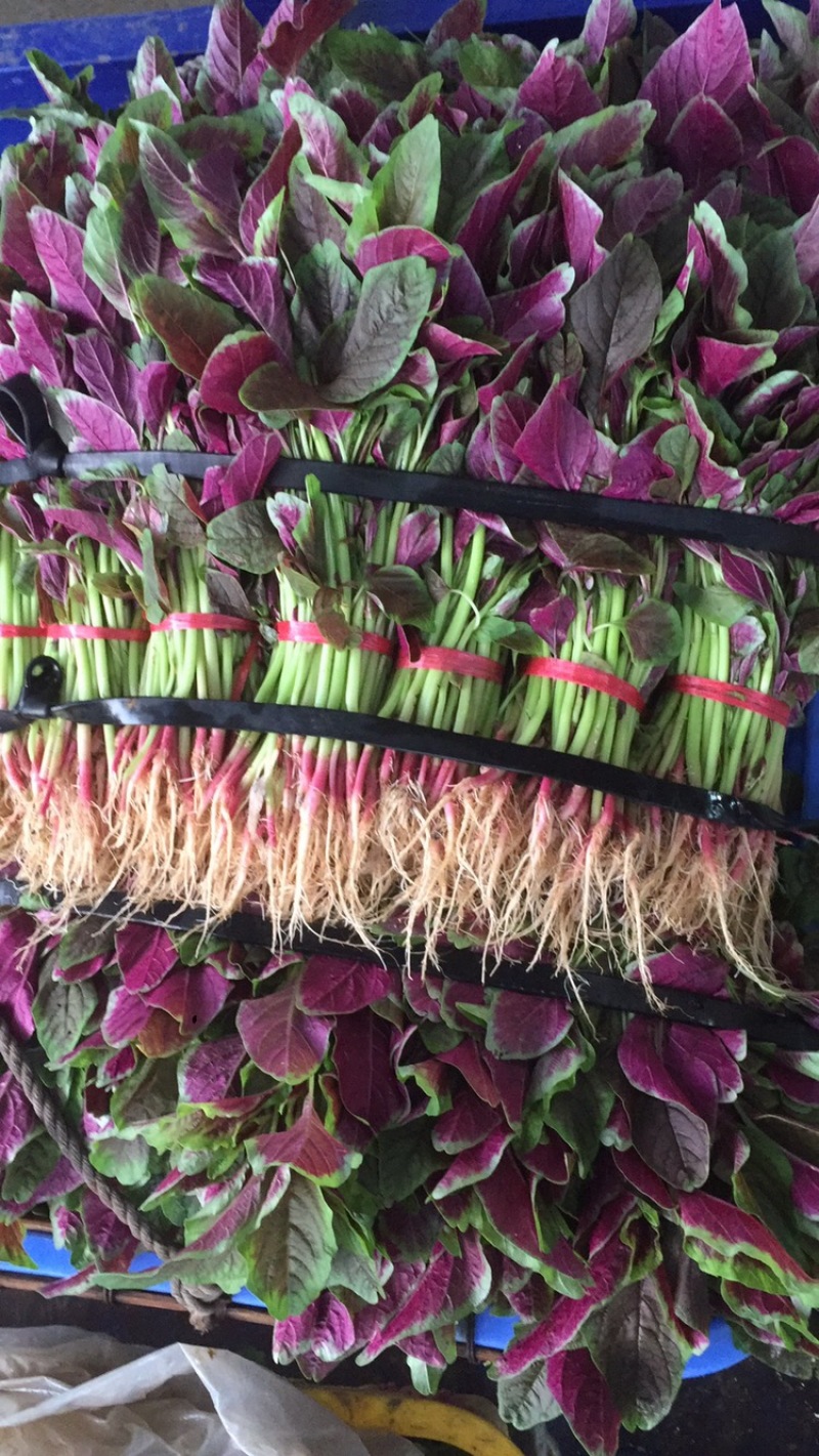 广东红苋菜批量有货蔬菜