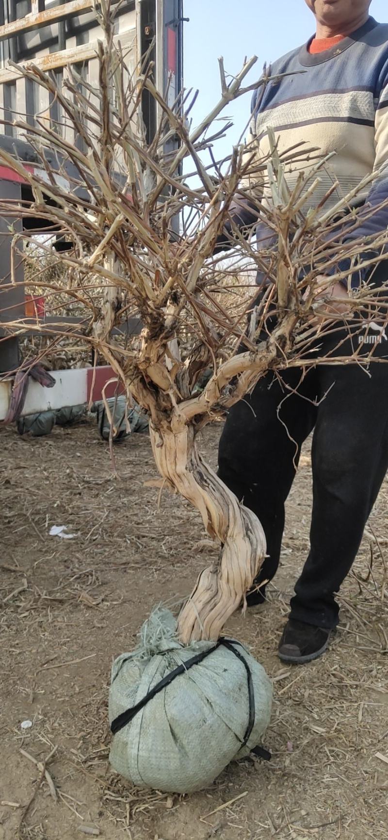占地用金银花树金银花树苗金银花树金银花树装