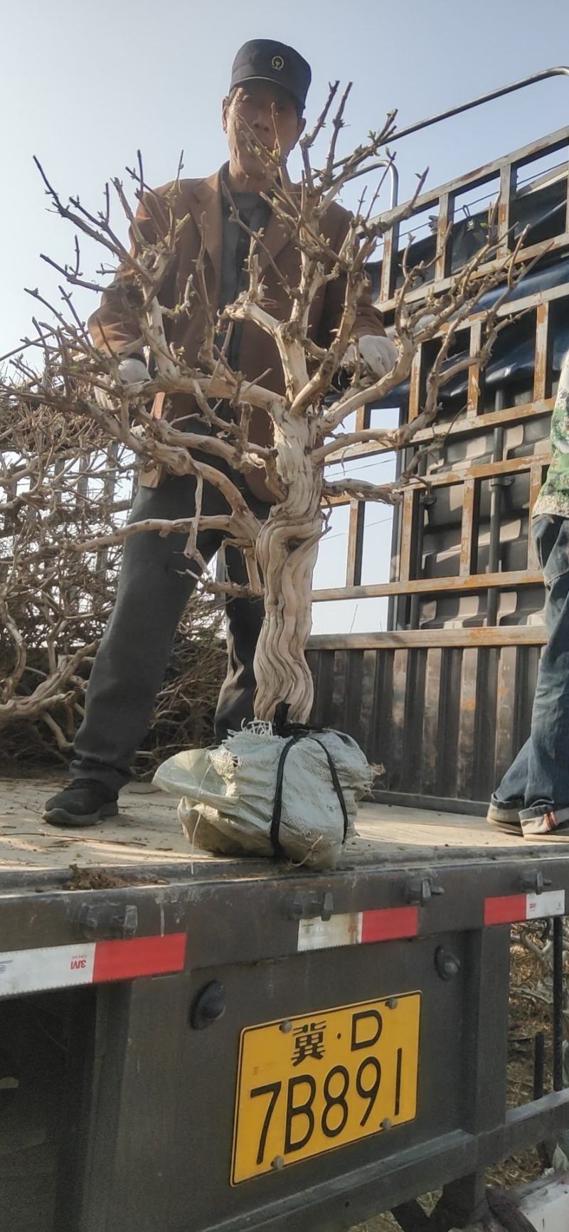 占地用金银花树金银花树苗金银花树金银花树装