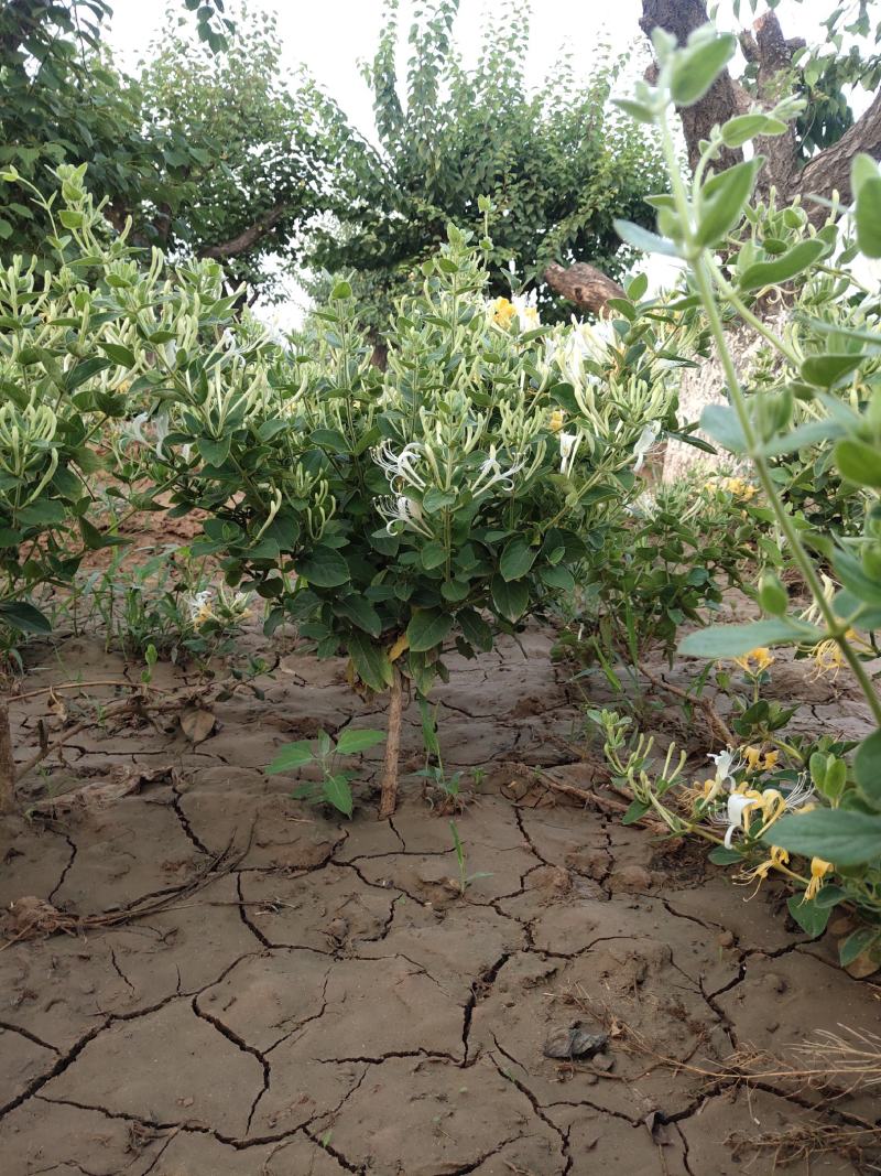 占地用金银花树金银花树苗金银花树金银花树装