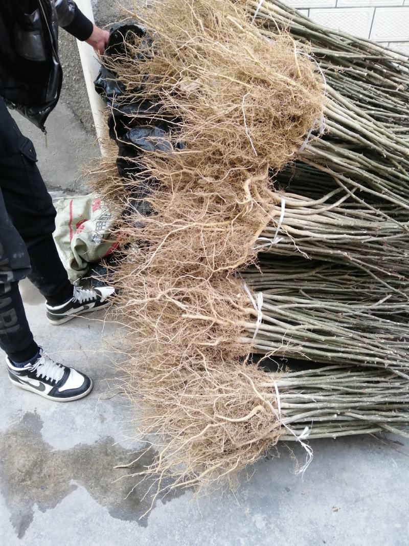 种苗正宗伏椒大红袍花椒树苗，无刺接穗