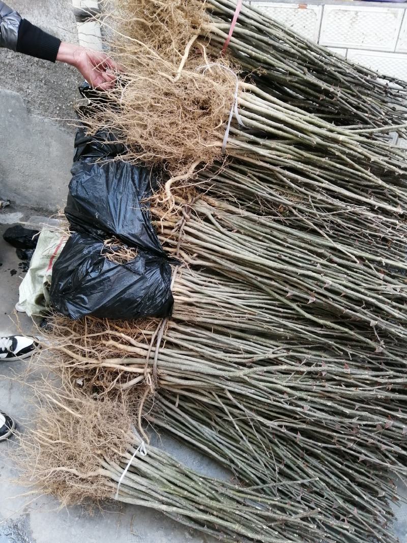 种苗正宗伏椒大红袍花椒树苗，无刺接穗