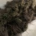 种苗正宗伏椒大红袍花椒树苗，无刺接穗