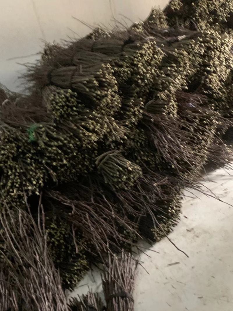 种苗正宗伏椒大红袍花椒树苗，无刺接穗