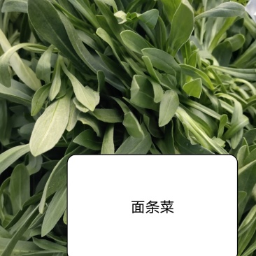 精品面条菜，一手货源，常年有现货，