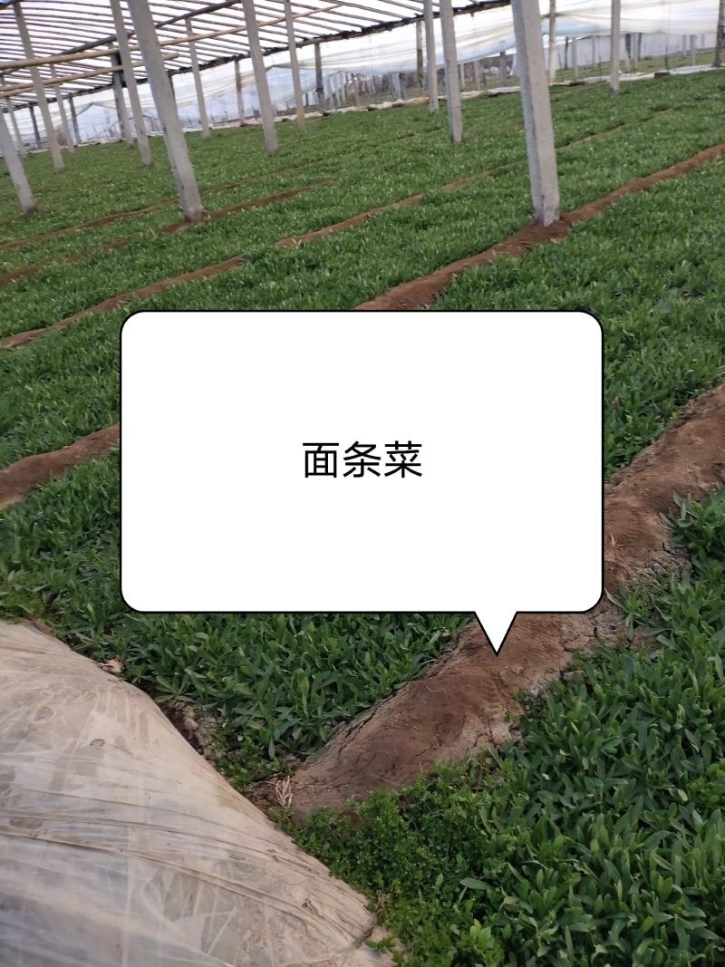 精品面条菜，一手货源，常年有现货，