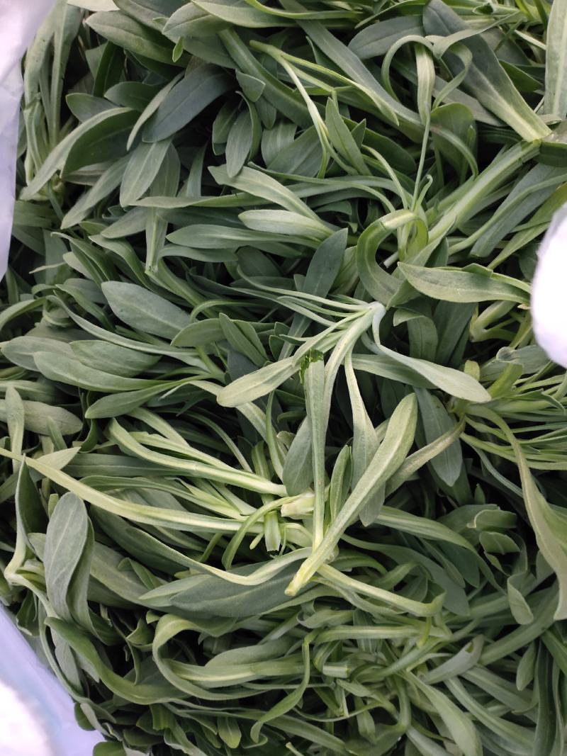 精品面条菜，一手货源，常年有现货，