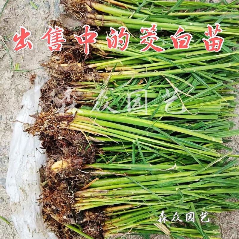 茭白苗早熟双季茭白苗茭瓜种苗高瓜苗茭笋苗茭白苗子