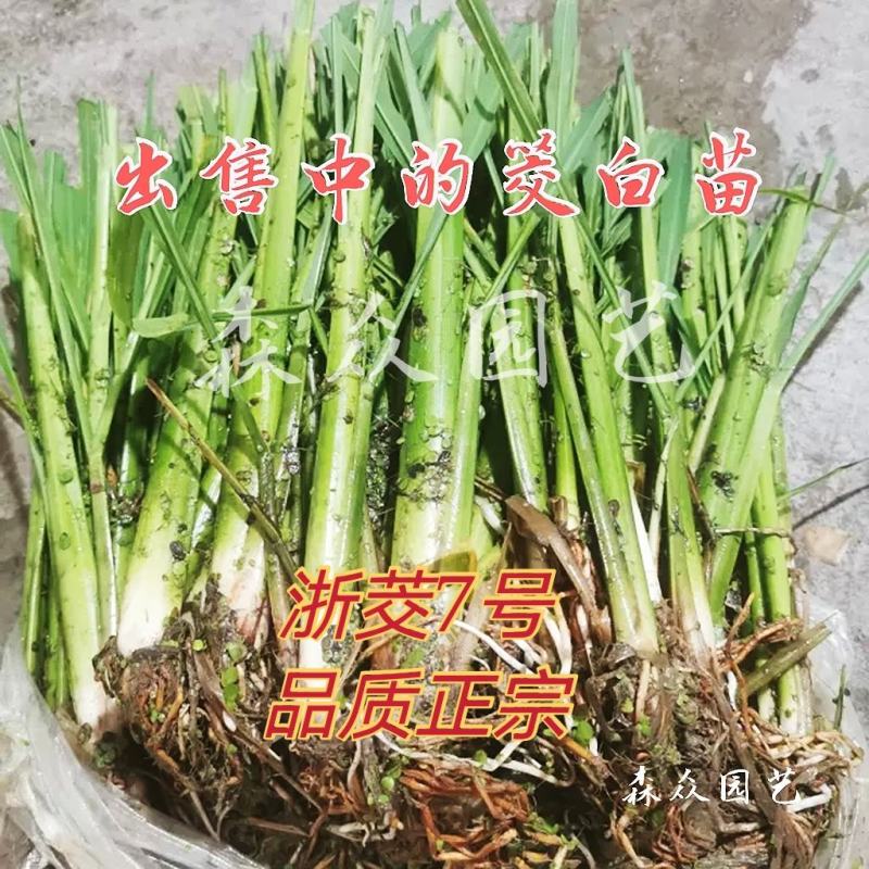茭白苗早熟双季茭白苗茭瓜种苗高瓜苗茭笋苗茭白苗子