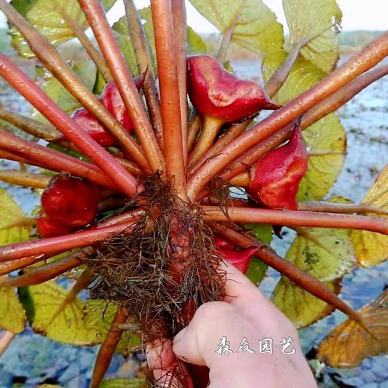 菱角青菱角红菱角种子两角菱角老菱角牛角菱角种苗