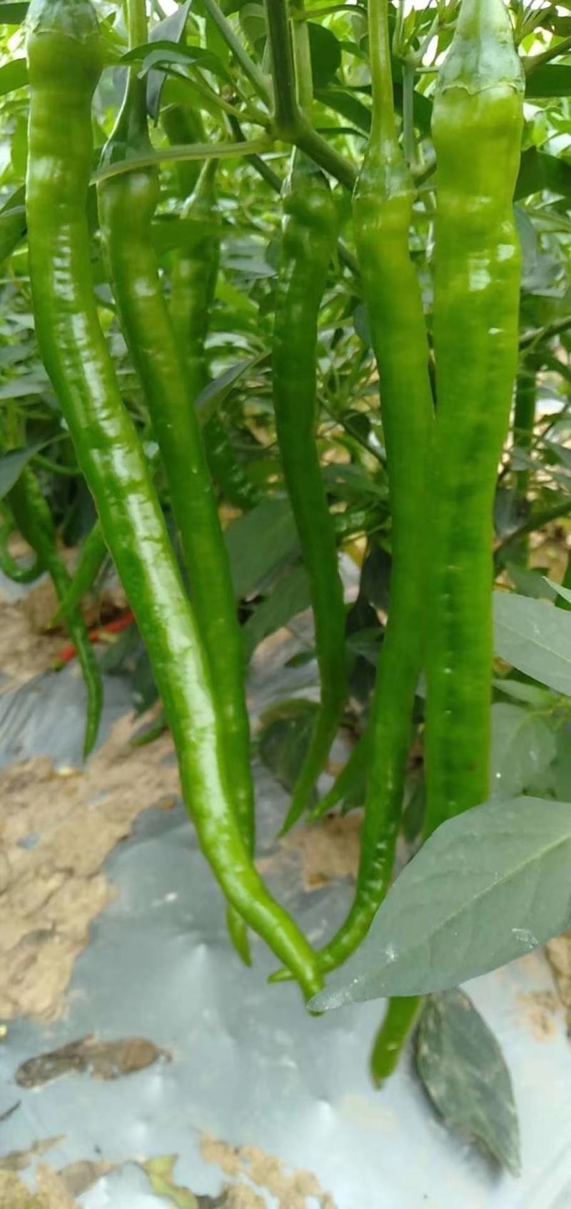 新鲜辣椒产地，8号线椒，罗线椒，2号杭椒大量有货
