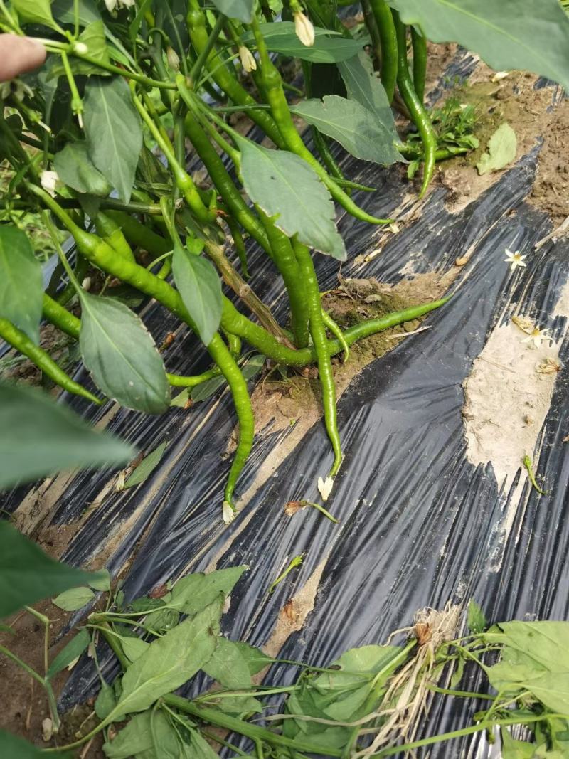 新鲜辣椒产地，8号线椒，罗线椒，2号杭椒大量有货