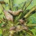 菱角青菱角红菱角种子两角菱角老菱角牛角菱角种苗