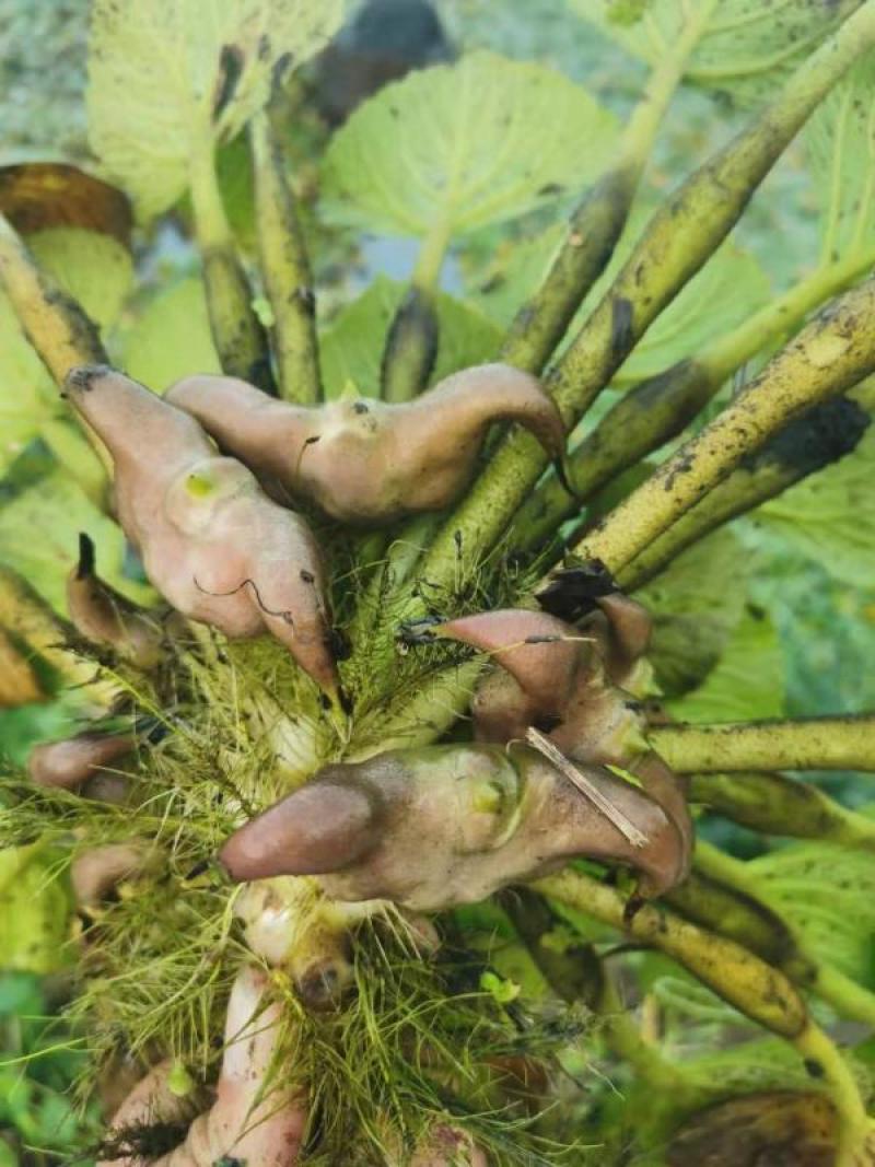 菱角青菱角红菱角种子两角菱角老菱角牛角菱角种苗