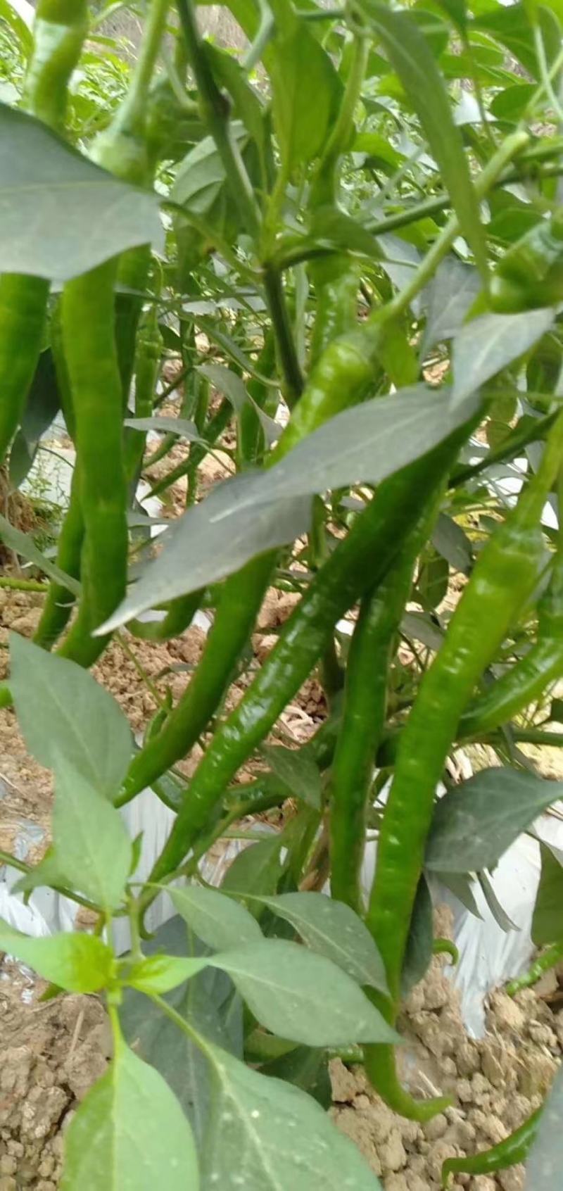 新鲜辣椒产地，8号线椒，罗线椒，2号杭椒大量有货