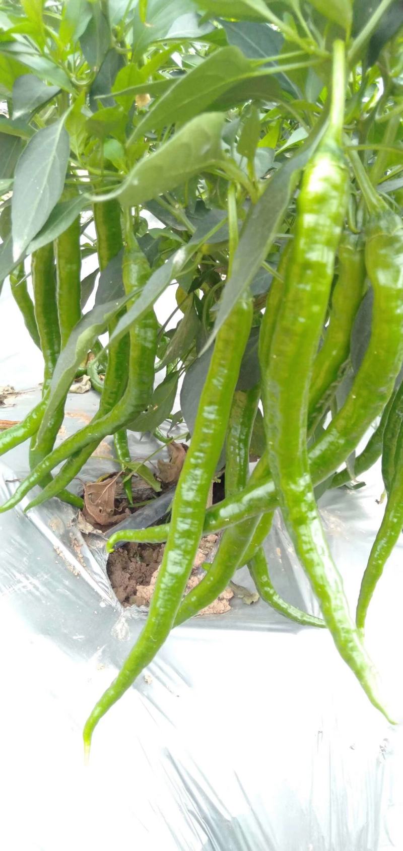 新鲜辣椒产地，8号线椒，罗线椒，2号杭椒大量有货