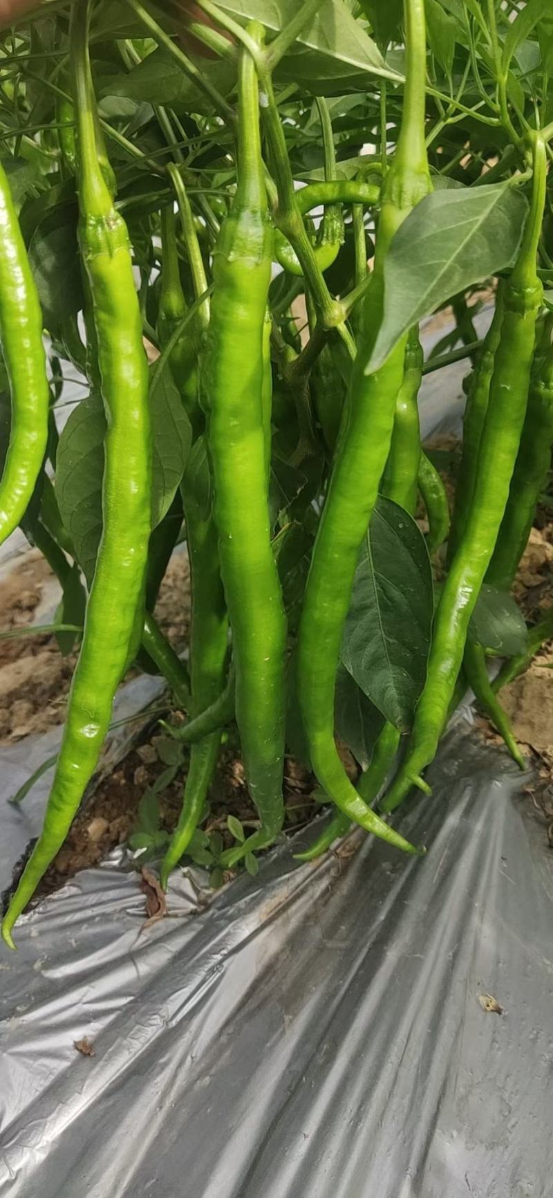 新鲜辣椒产地，8号线椒，罗线椒，2号杭椒大量有货