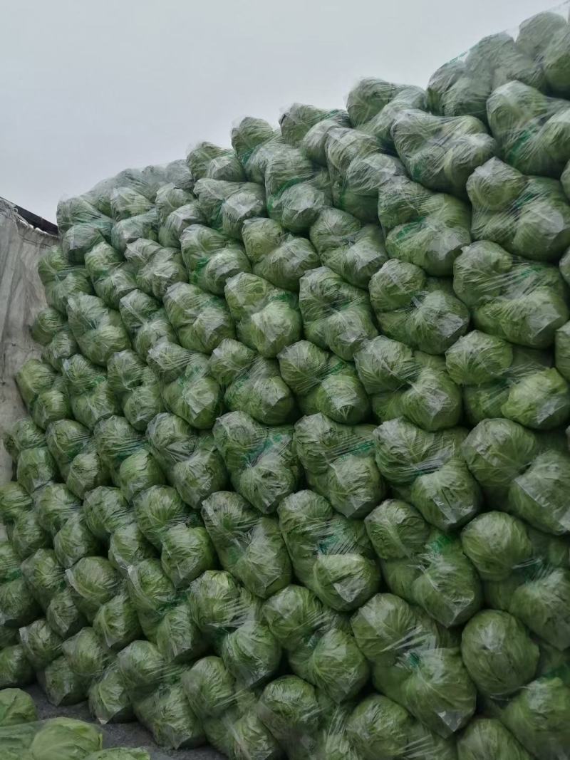 甘蓝卷心菜钢白菜莲花白大头菜绿甘蓝洋白菜圆包菜