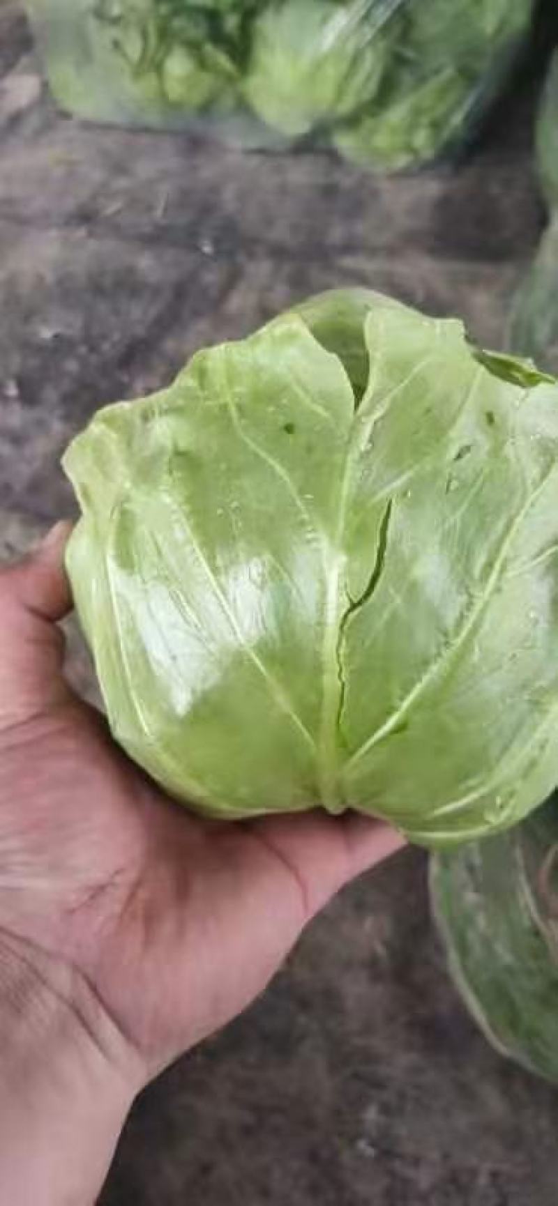甘蓝卷心菜钢白菜莲花白大头菜绿甘蓝洋白菜圆包菜