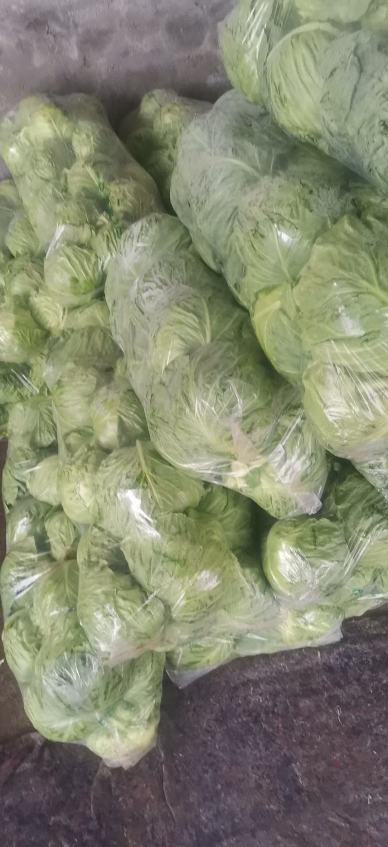 甘蓝卷心菜钢白菜莲花白大头菜绿甘蓝洋白菜圆包菜