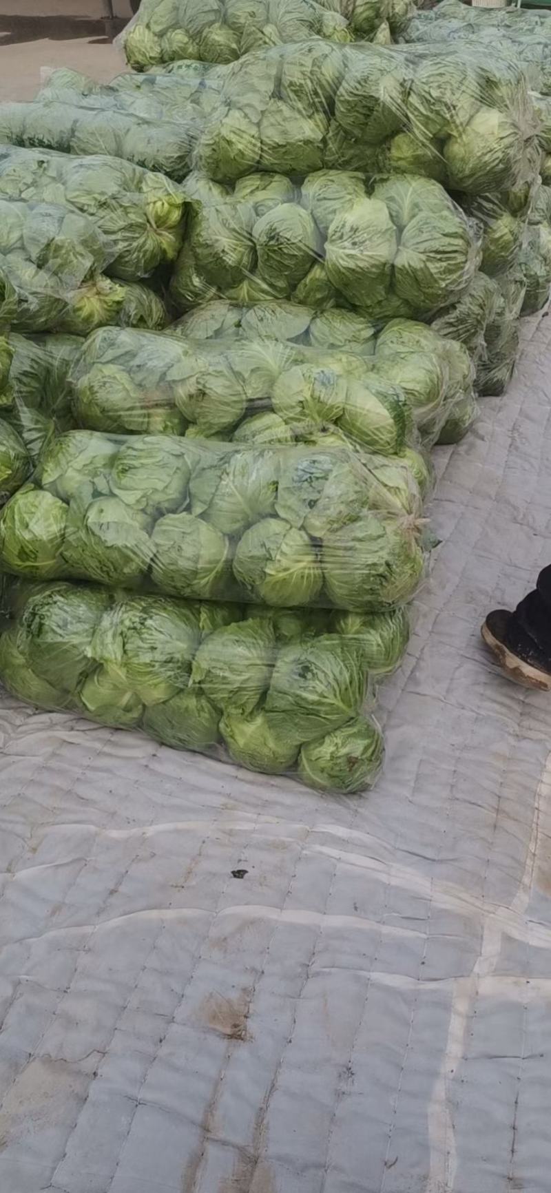 甘蓝卷心菜钢白菜莲花白大头菜绿甘蓝洋白菜圆包菜