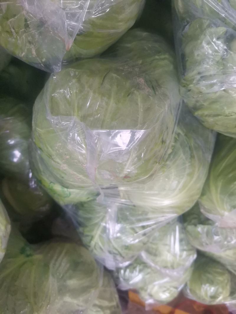 甘蓝卷心菜钢白菜莲花白大头菜绿甘蓝洋白菜圆包菜