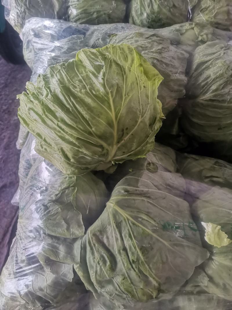 甘蓝卷心菜钢白菜莲花白大头菜绿甘蓝洋白菜圆包菜