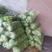 甘蓝卷心菜钢白菜莲花白大头菜绿甘蓝洋白菜圆包菜