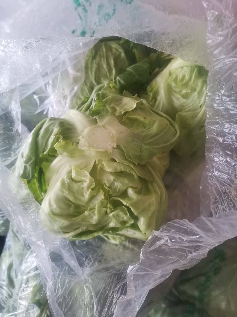 甘蓝卷心菜钢白菜莲花白大头菜绿甘蓝洋白菜圆包菜