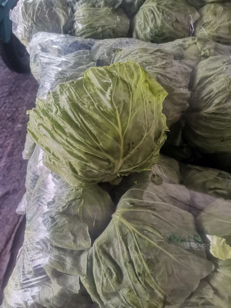 甘蓝卷心菜钢白菜莲花白大头菜绿甘蓝洋白菜圆包菜