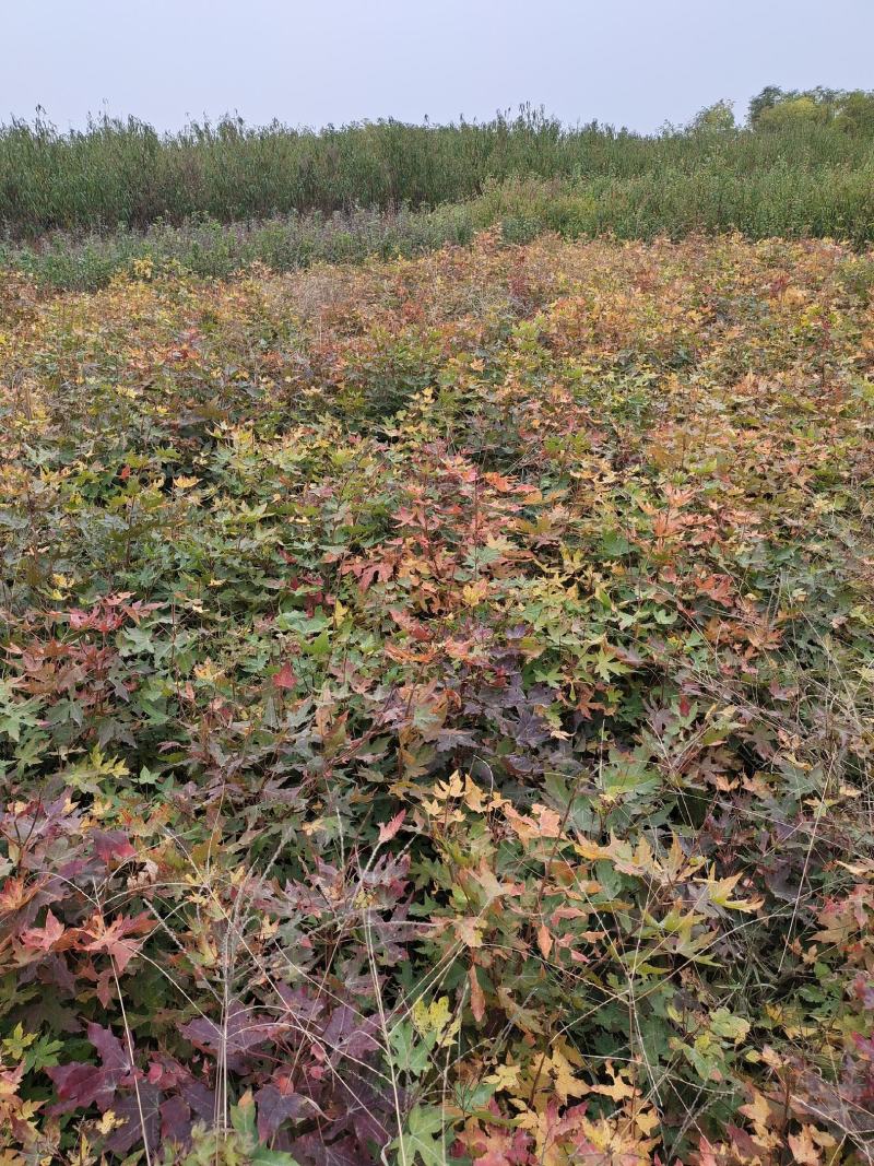 五角枫苗自营苗圃培育原产地现挖现发包邮