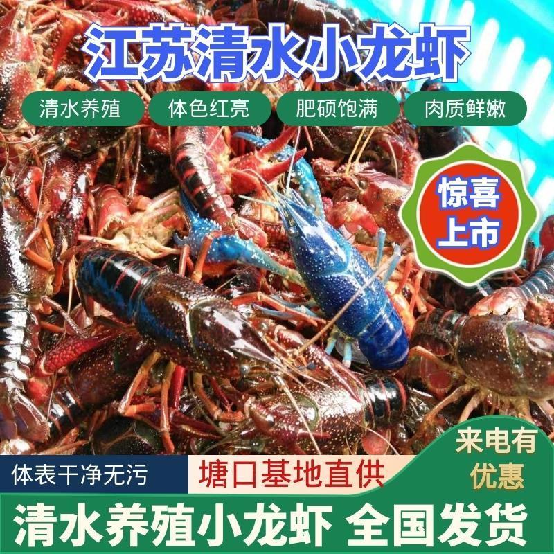 精品红虾硬规格567钱满肉红，肉紧Q弹货源充足，来电优惠