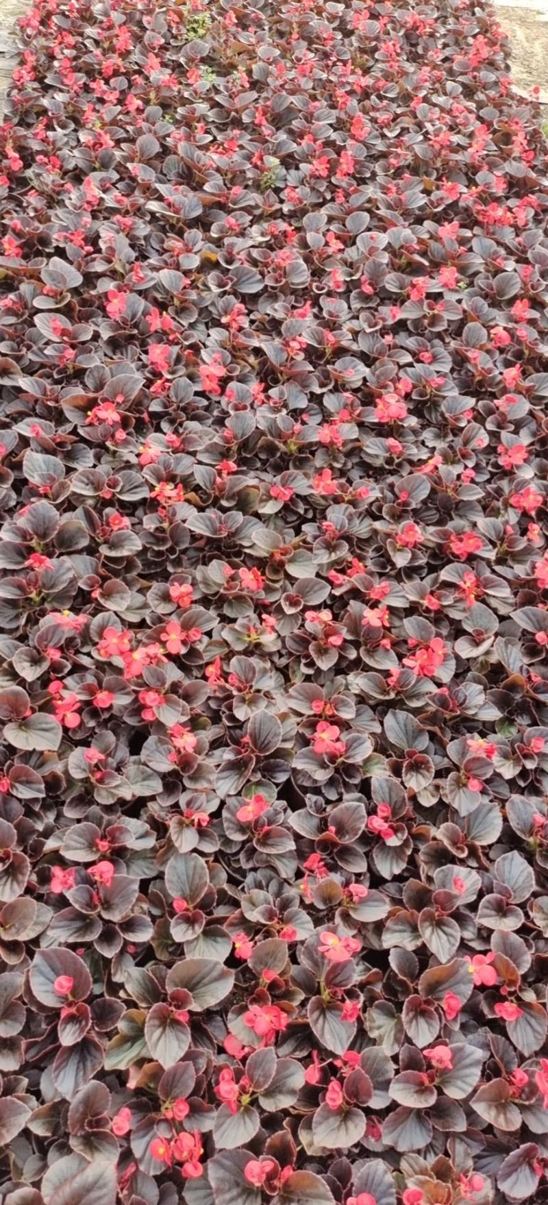 四季海棠（红叶红花，绿叶红花）绿叶粉花