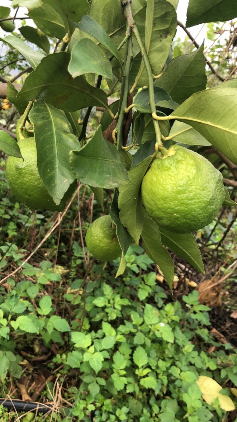 各种尤力克青皮尤力克黄皮尤力克