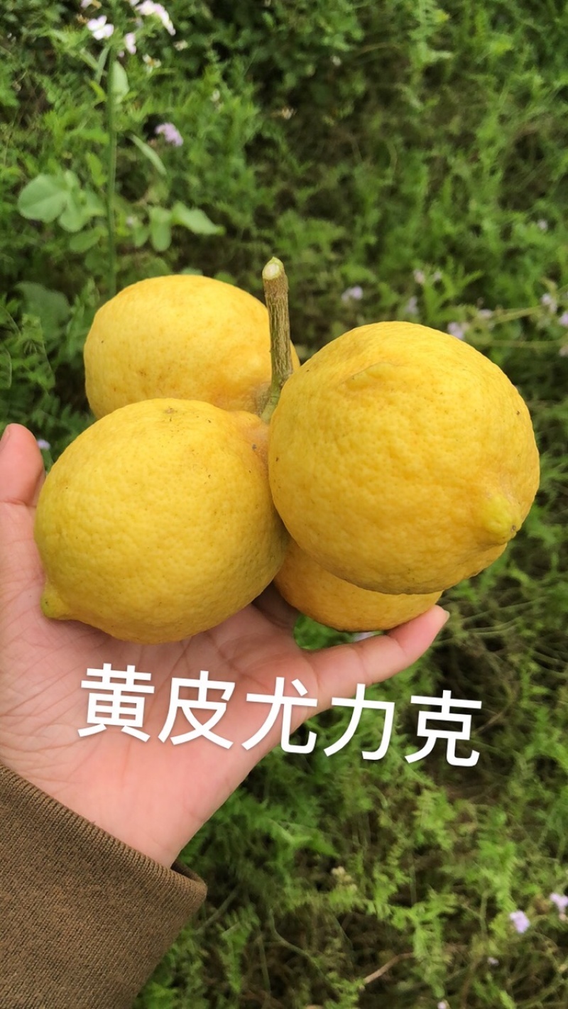 各种尤力克青皮尤力克黄皮尤力克