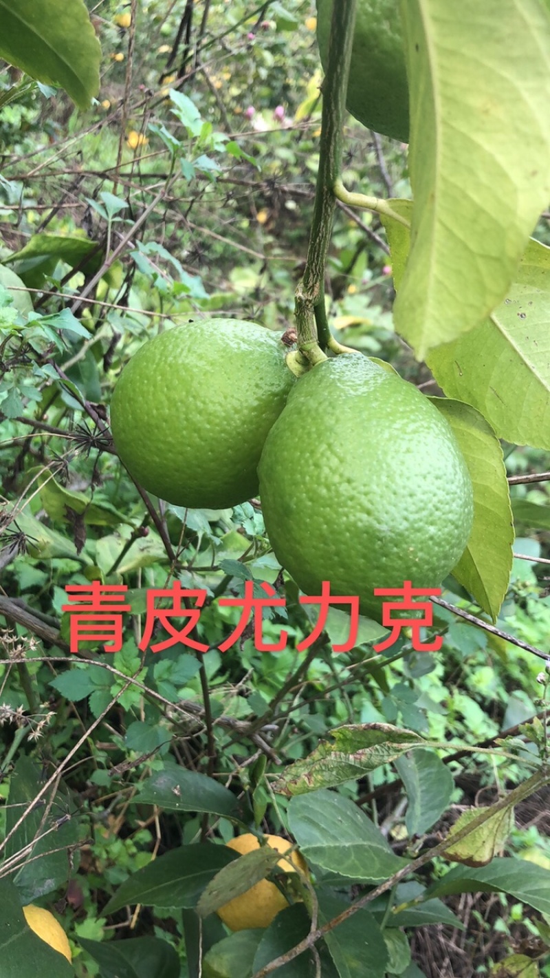 各种尤力克青皮尤力克黄皮尤力克
