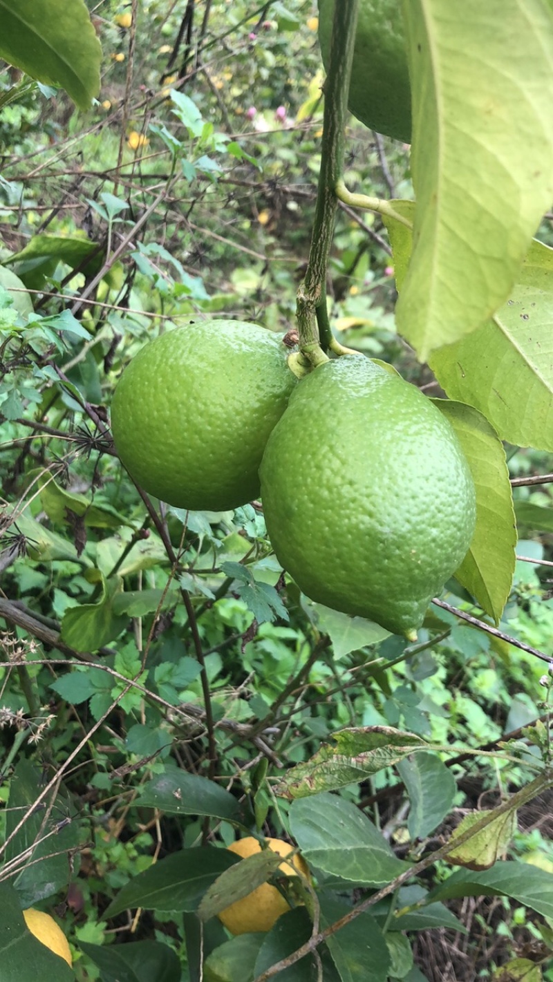 各种尤力克青皮尤力克黄皮尤力克