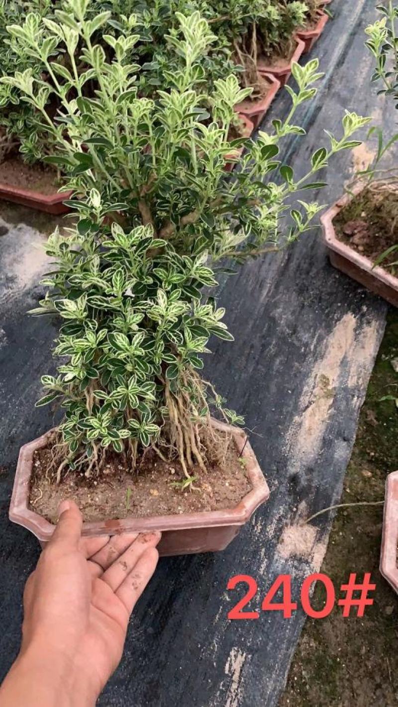 六月雪提根造型盆景花