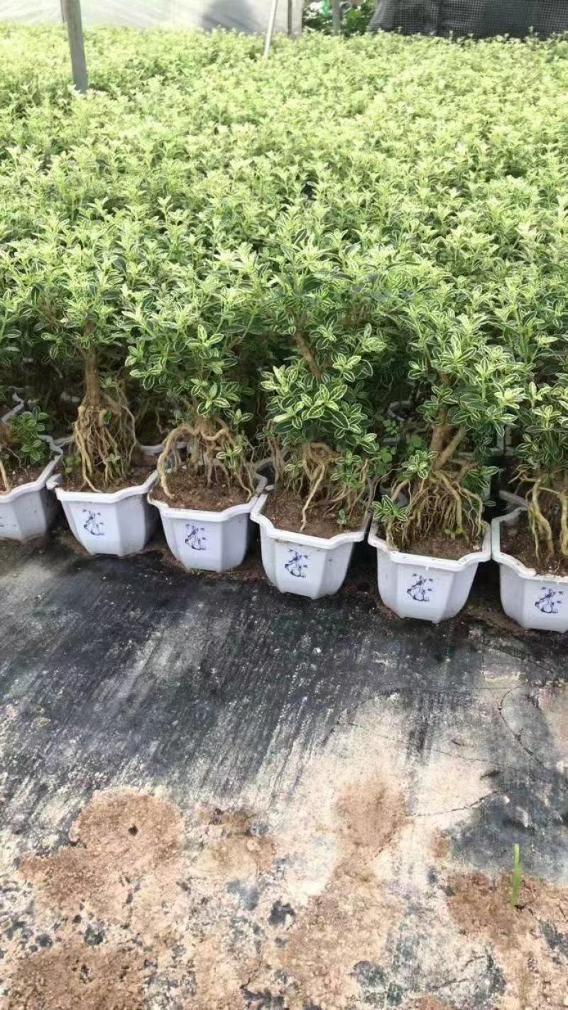 六月雪提根造型盆景花
