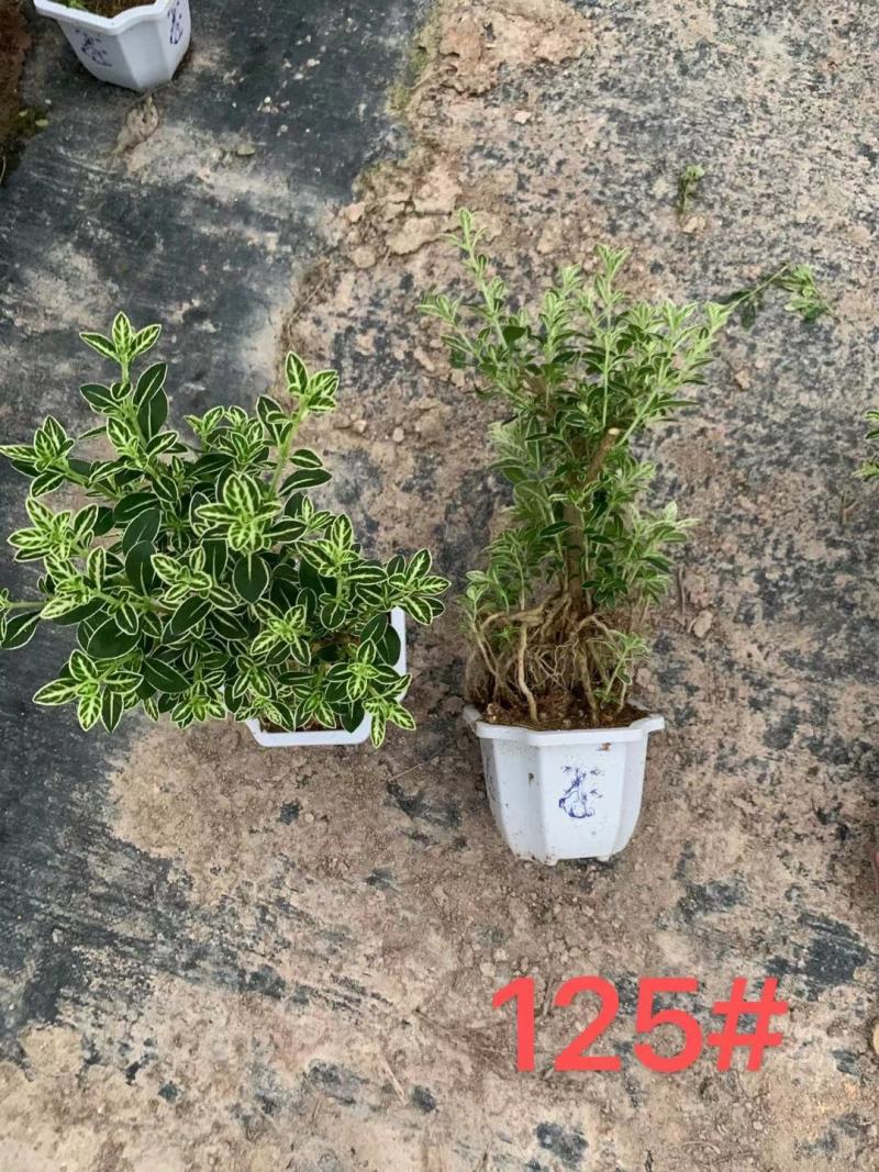 六月雪提根造型盆景花