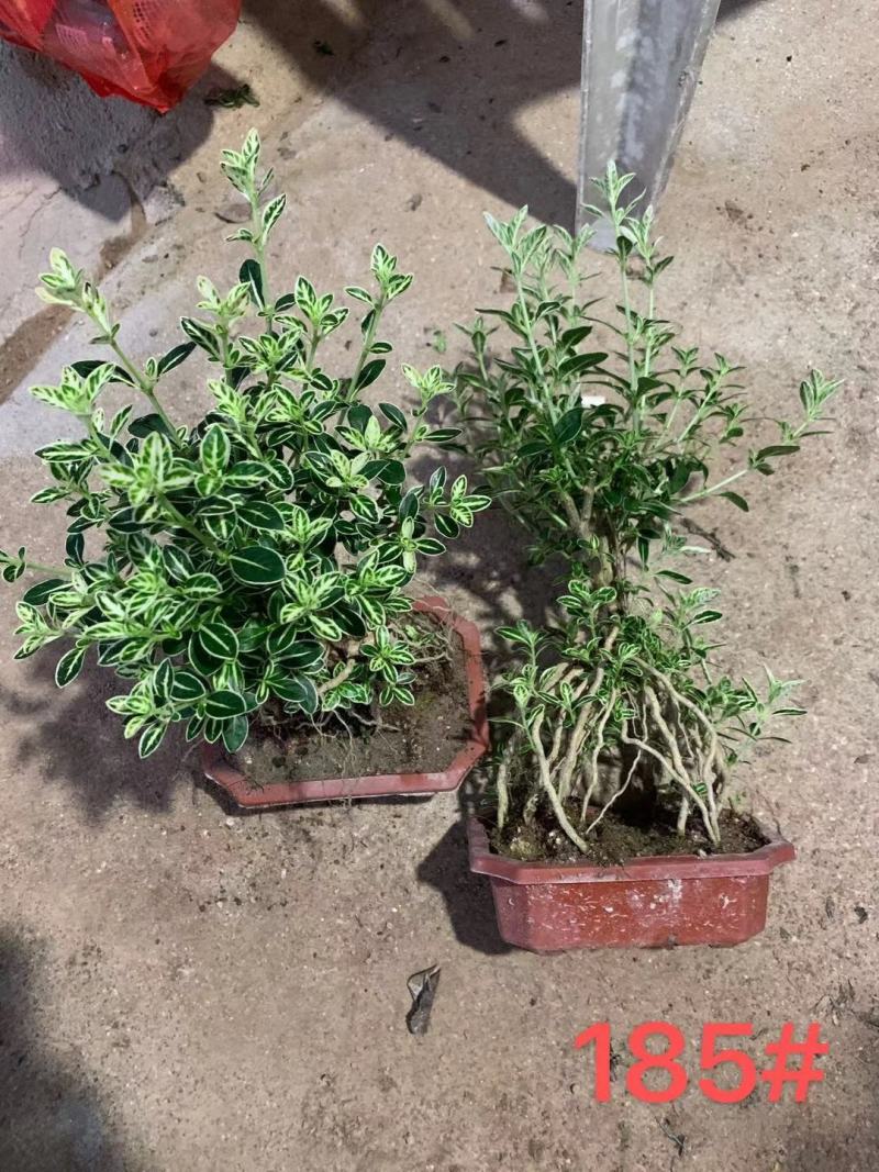 六月雪提根造型盆景花