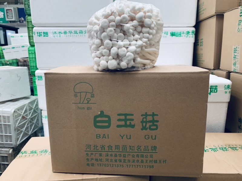 白玉菇，4斤装A白玉