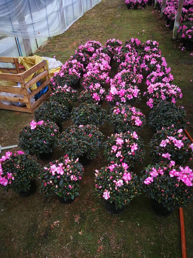 杜鹃花苗杜鹃花盆栽花卉西玛杜鹃花西洋杜鹃花