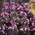 杜鹃花苗杜鹃花盆栽花卉西玛杜鹃花西洋杜鹃花