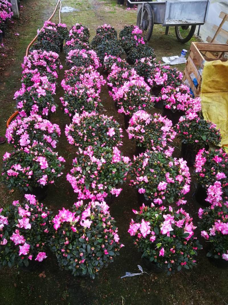 杜鹃花苗杜鹃花盆栽花卉西玛杜鹃花西洋杜鹃花