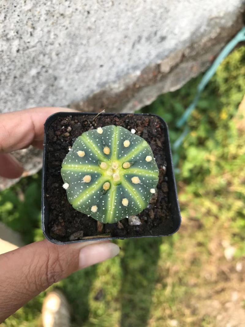 仙人球各种花类多头缀化