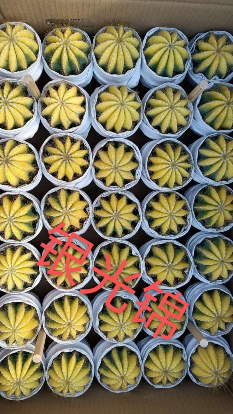仙人球各种花类多头缀化